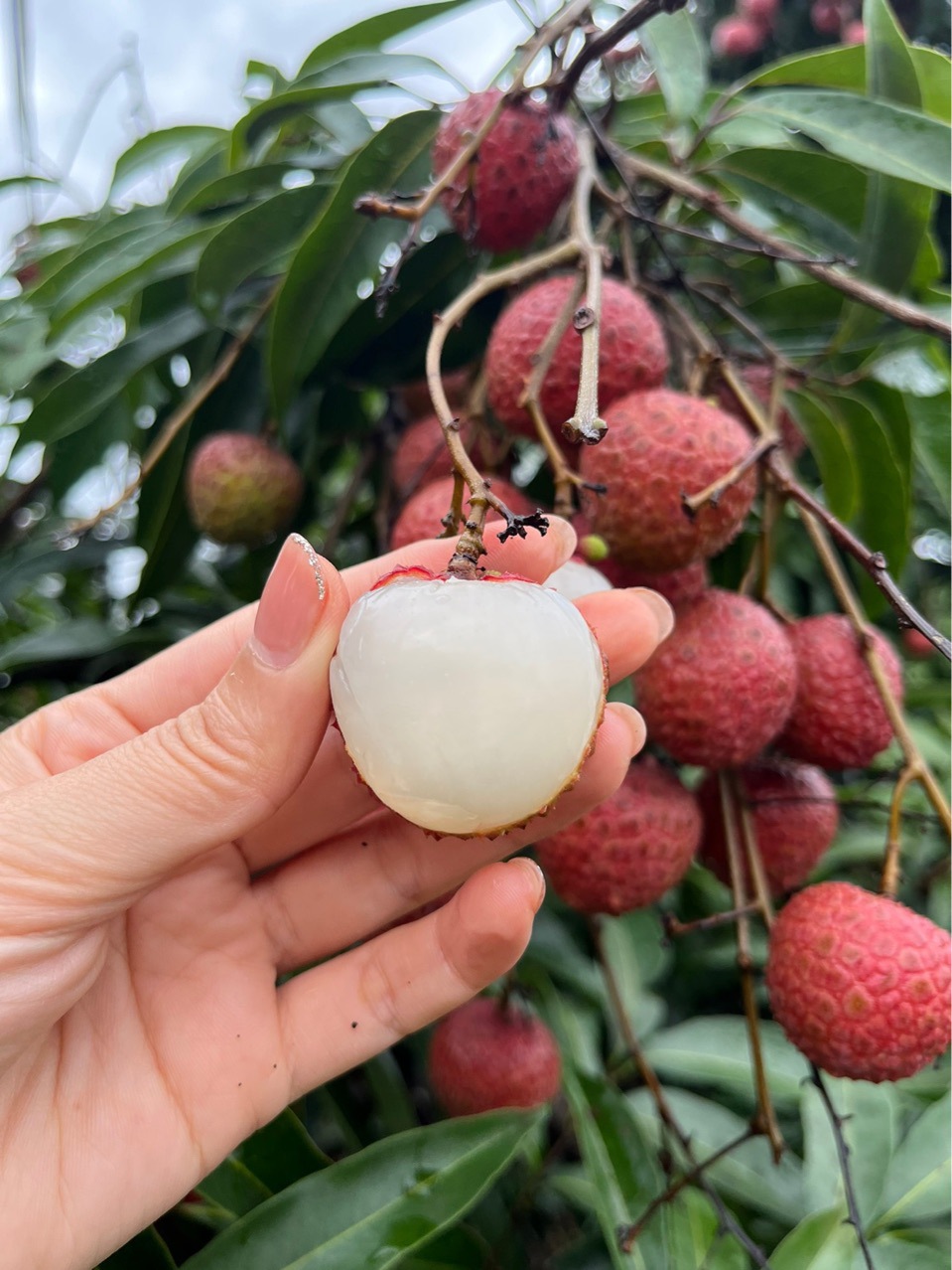 福建黑叶荔枝乌叶荔枝新鲜采摘一件代发