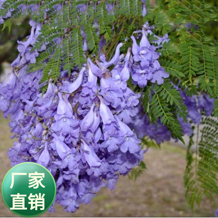 批发蓝花楹种子 净子 观赏行道树 经济价值高的大乔木苗木
