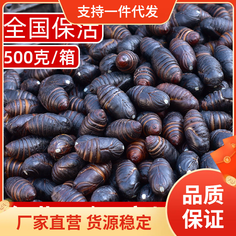 大蚕蛹鲜活500克包邮蝉蛹茧蛹东北特产蛹蚕特柞蚕蛹级辽宁黄-阿里巴巴
