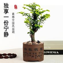 小叶紫檀树苗紫檀盆景室内常绿植物名贵花卉盆栽四季好养盆景