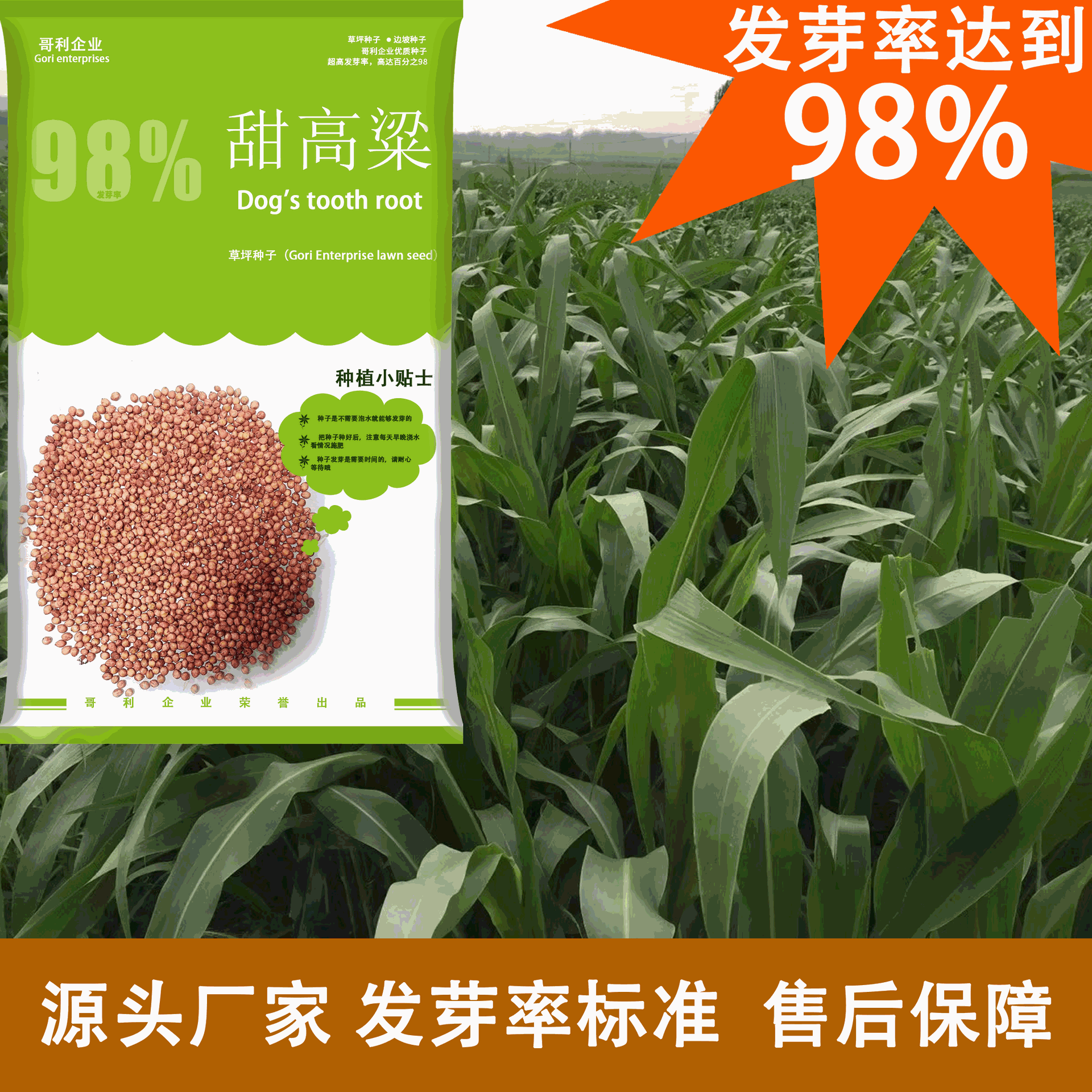 优质大力士甜高粱牧草种子高产高营养耐寒耐贫瘠甜高粱牧草种籽