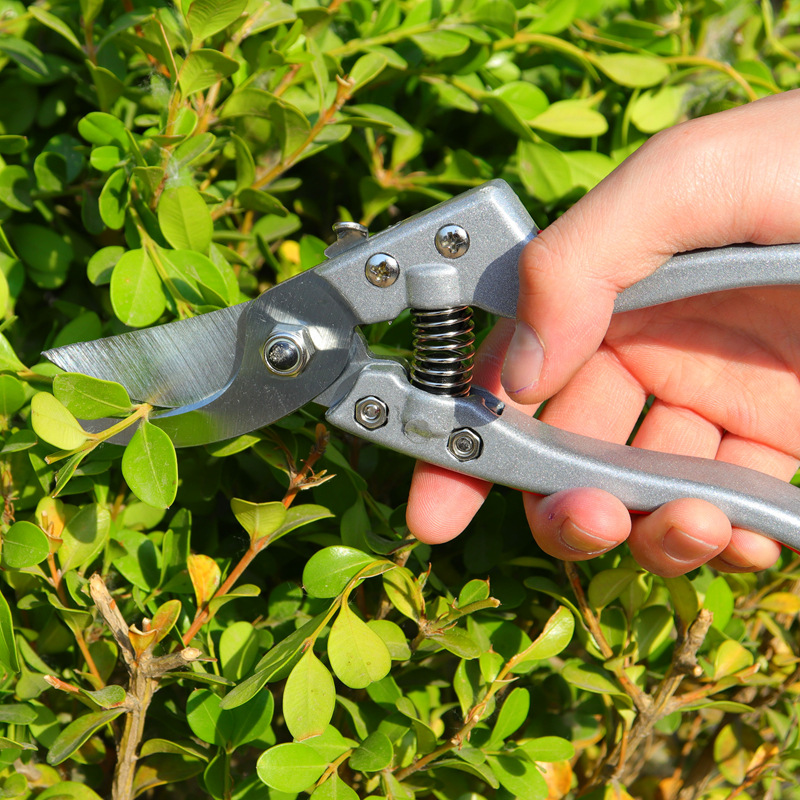 花剪园林园艺大剪刀修枝剪树枝剪刀剪子果树摘菜茶叶水果省力