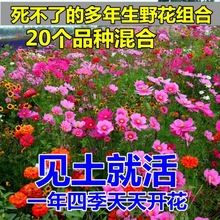 耐寒花种多年生野花组合种子四季开花不断花籽庭院易种活室外包邮