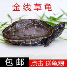 龟苗中华草龟一对小乌龟活体长寿龟宠物草龟金线墨龟苗观赏活物龟