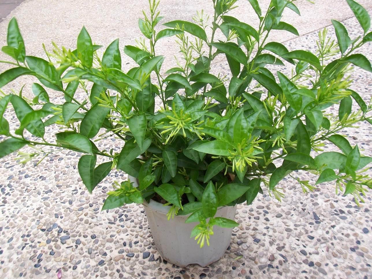 夜来香 花树苗 开花盆栽 植物 夏季阳台庭院室外绿植花苞夜兰