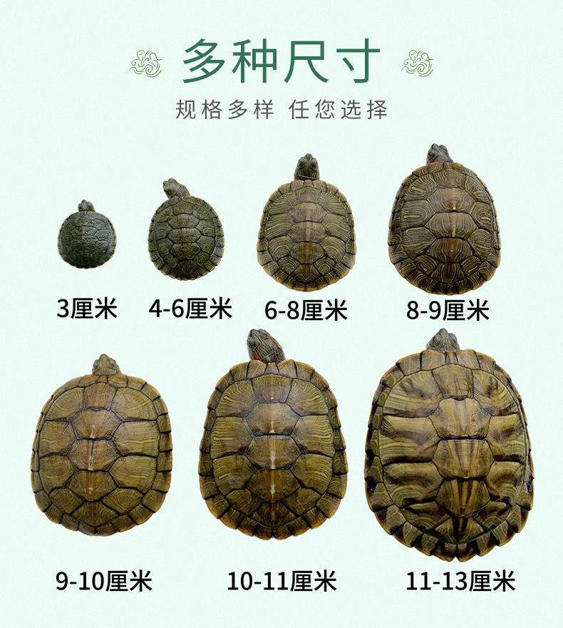 巴西龟成长过程图片图片