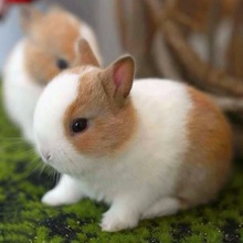 厂家直销兔子活体小兔子长不大垂耳兔迷你熊猫小型兔茶杯兔宠代发