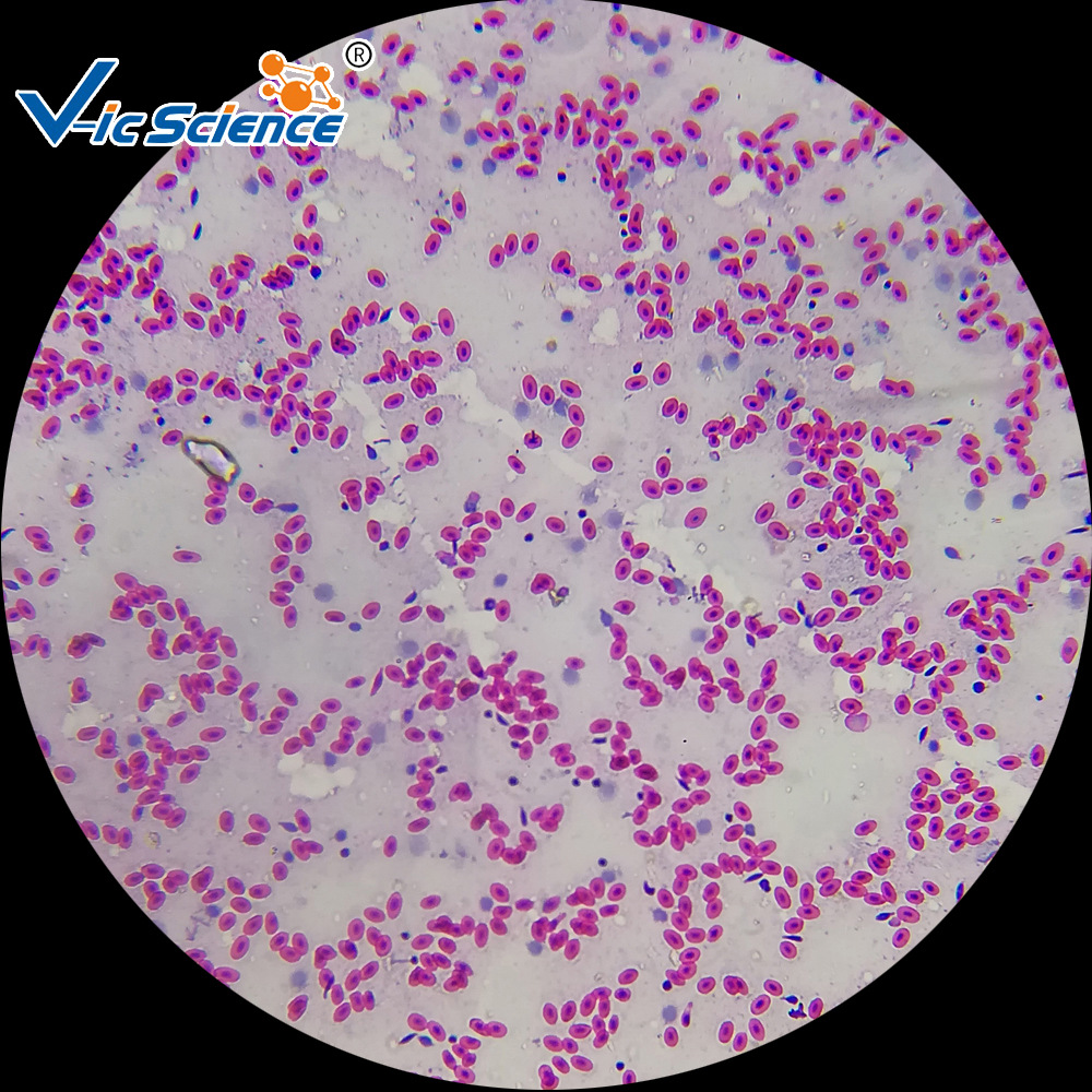 厂家直供 蛙血涂片 两栖类及爬行类 动植物切片标本 显微镜玻片