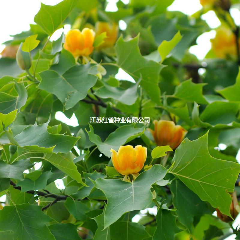 马褂木树种子鹅掌楸树种籽叶形奇特花朵美丽观赏树种落叶乔木种子