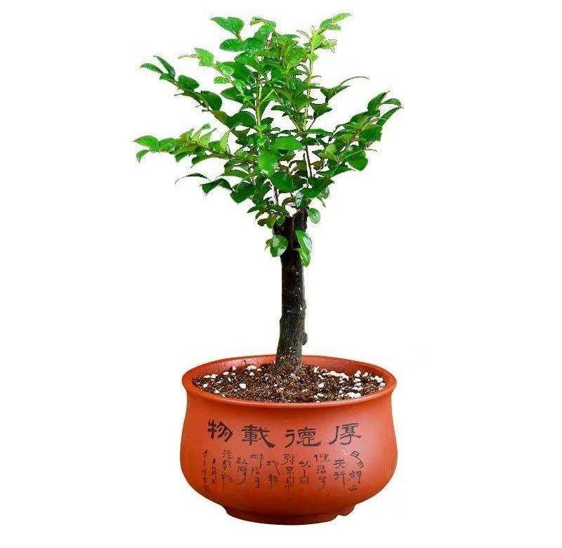 檀香木盆栽小叶紫檀盆景树苗紫檀树桩室内阳台花卉绿植盆栽耐寒.