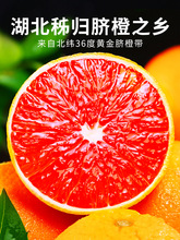 【一件代发】精品中华红橙手剥血橙新鲜当季水果园秭归现摘直发