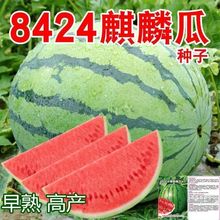 8424麒麟少籽西瓜种子无籽特大高产巨型甜王南方四季蔬菜水果种孑