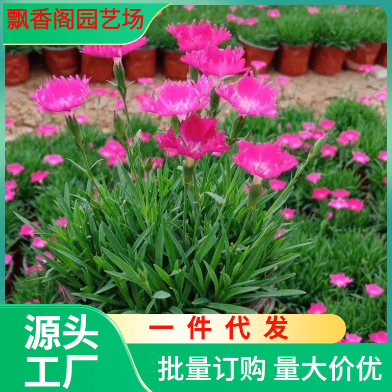 一件代发薄雪万年草中华景天佛甲草八宝景天红景天欧石竹房顶隔热