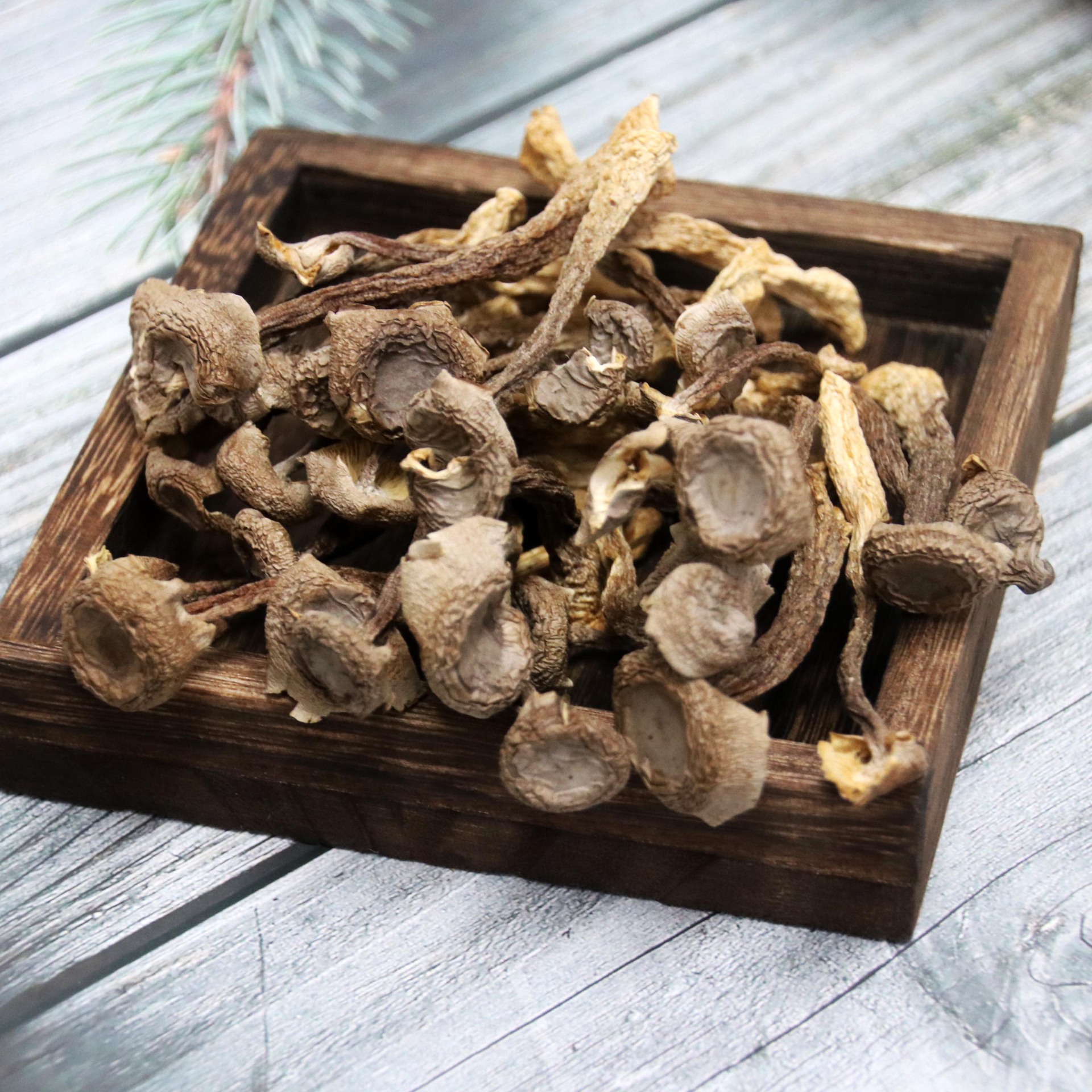 【津鸣】福建古田鹿茸菌干货食用菌 质地细腻,味道鲜美批发