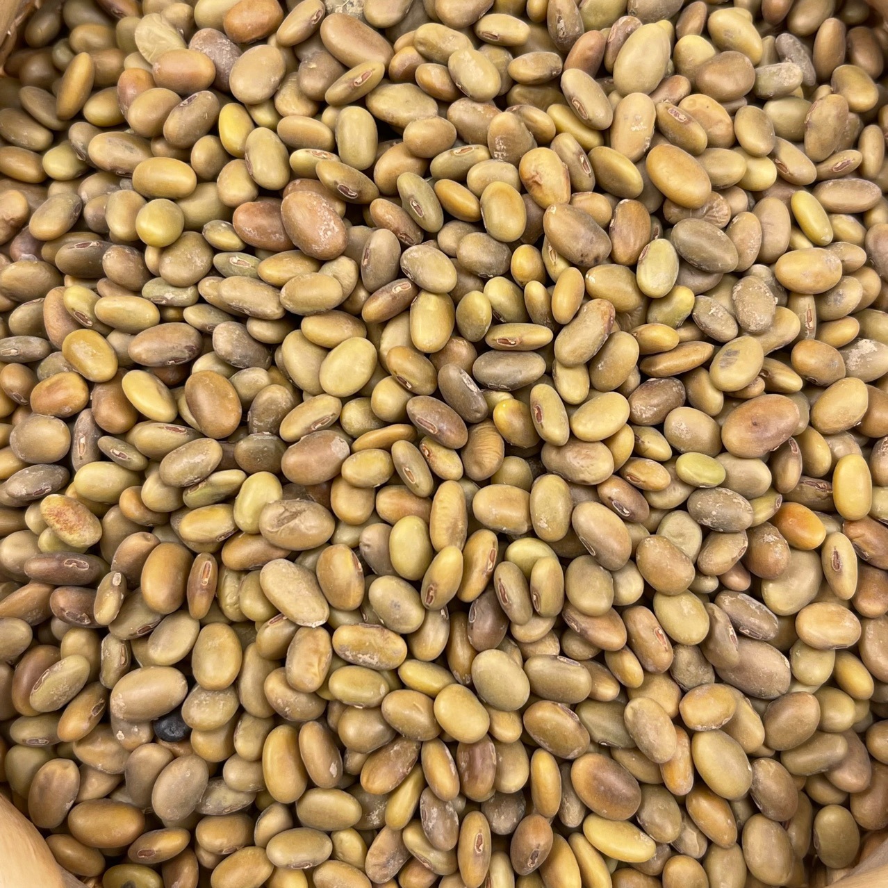 批发 茶豆种子芽苗菜种子水培蔬菜 种植茶豆芽 豆苗用可代替黑豆