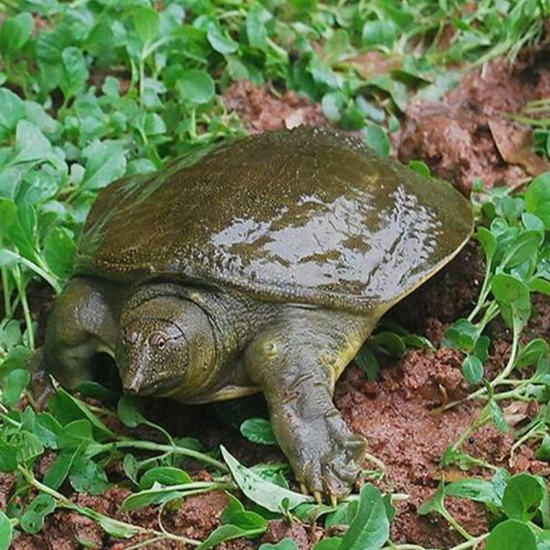 甲鱼外塘大甲鱼活体包邮生态王八中华海鲜老鳖苗团水鱼特产滋补品