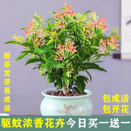 浓香型室内夜来香驱蚊花苗四季开花