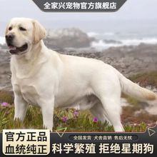 拉布拉多幼犬纯种出售双血统拉布拉多犬导盲犬家庭犬活体宠物狗