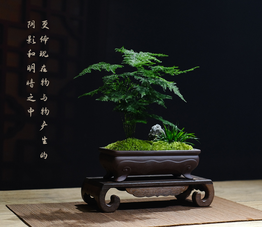 文竹菖蒲室内办公桌茶几桌面苔藓盆景中式小盆栽绿植物教师节礼物