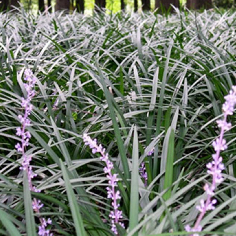 兰花三七金边阔叶麦冬细叶麦冬吉祥草鸢尾地被草坪