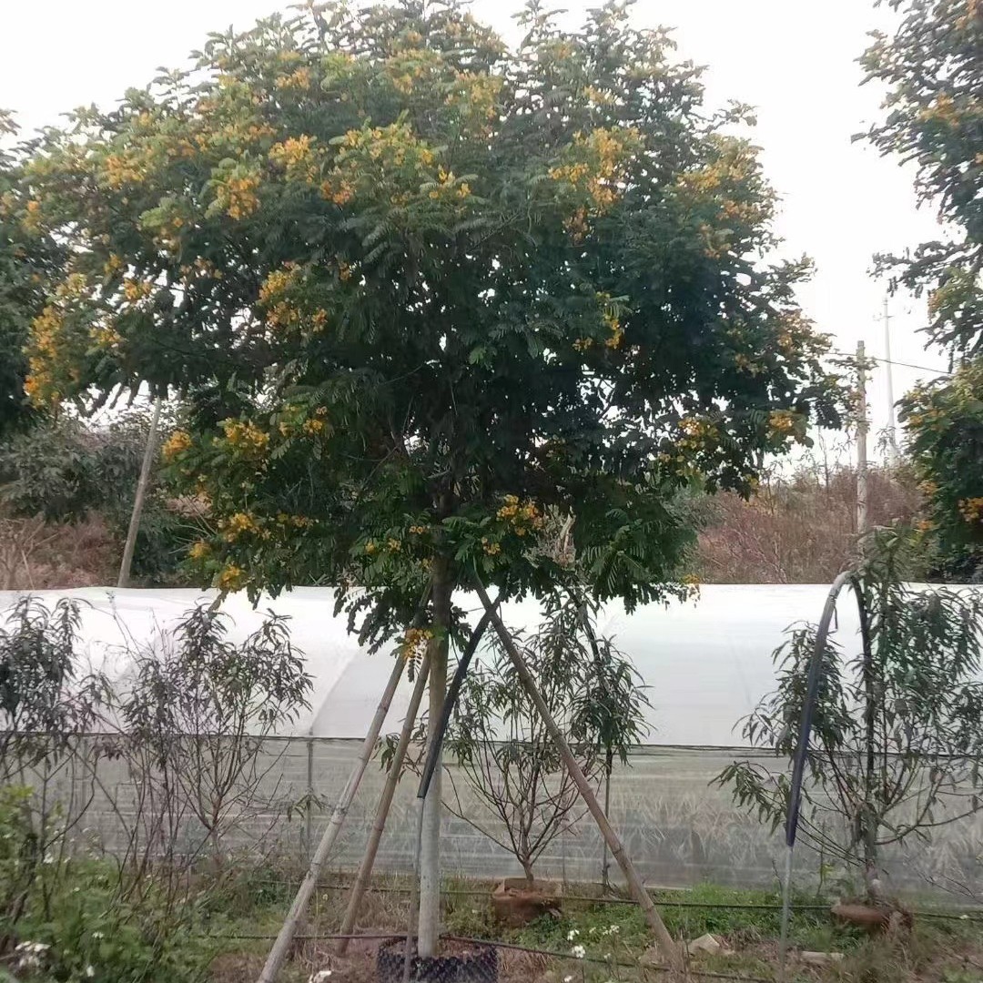 批发黄花槐树苗黄花决明黄槐花黄槐子庭院小苗粉叶四季当年开花