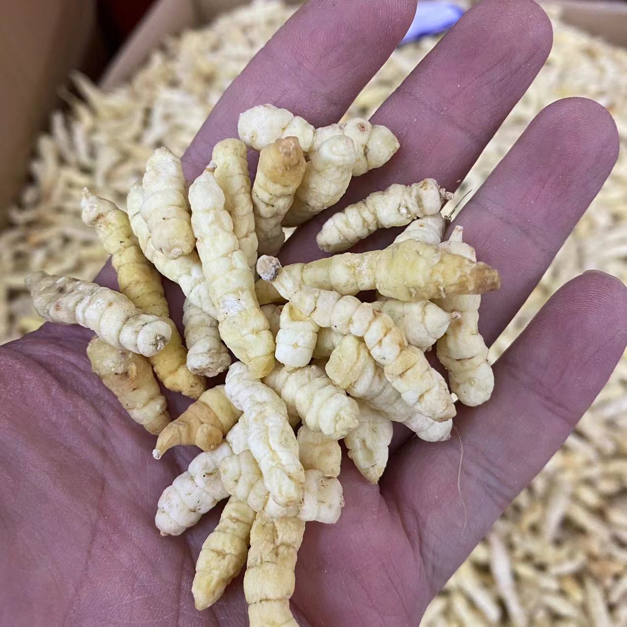 虫草参白虫草土冬虫草地虫草草石蚕地蚕地参草地蚕雪参虫草参批发