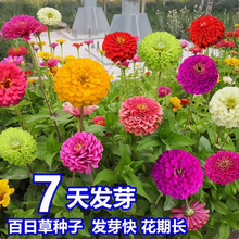 代发百日草花种籽子七彩重瓣百日草花种子四季开花百日菊花籽庭院