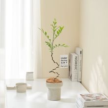 鹿可植物馆-网红绿植造型九里香办公室客厅桌面绿植易养绿植ins风