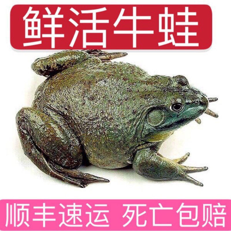 【鲜活包邮】牛蛙鲜活牛蛙水产田鸡非洲牛蛙现货现捞现杀现发活物
