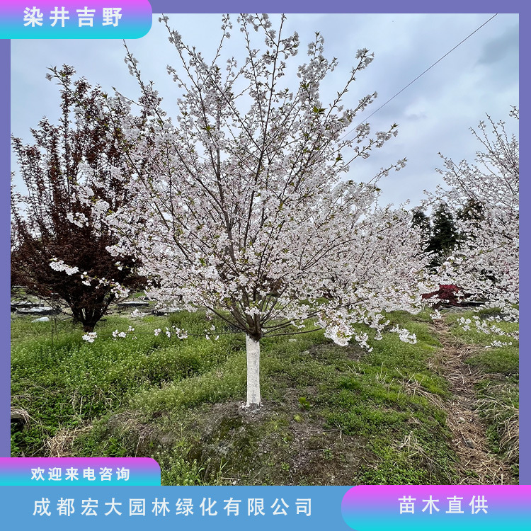 染井吉野樱花树日本樱花树早樱树日本晚樱基地批发规格品种齐全
