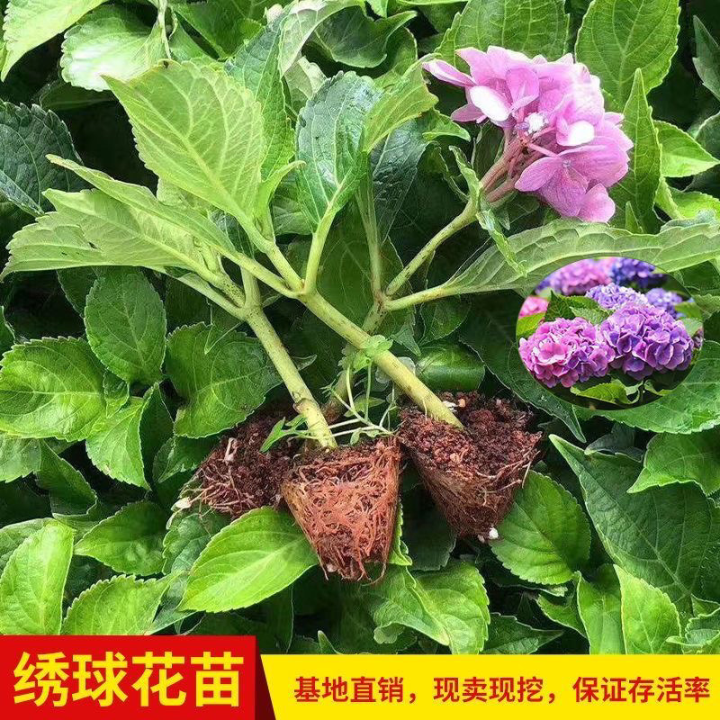 云南绣球花苗基地直销现取现发无尽夏八仙花室内外万华镜好养