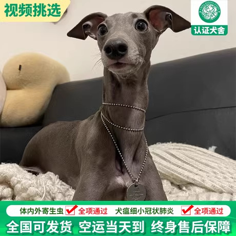 意大利小灵缇犬纯种活体幼犬宠物狗狗出售网红同款小体型迷你灵缇