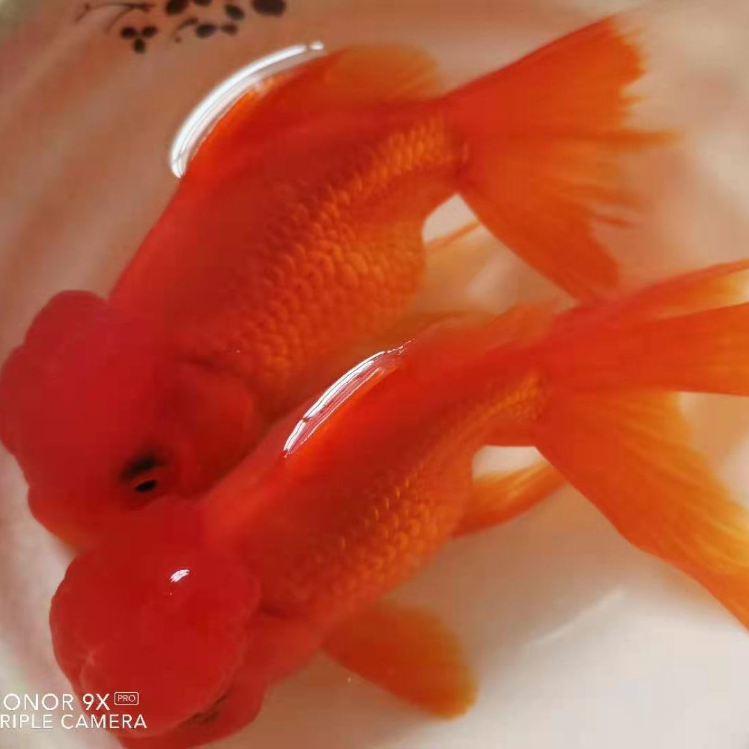 真花说和假花说_省点花锦鲤卡是真是假_蝴蝶锦鲤是龙凤锦鲤吗