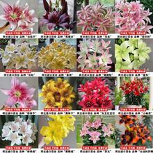 伊莎贝拉种球荷兰进口重瓣百合种球香水百合东方百合大球多头盆栽