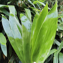 粽子叶粽叶新鲜大免邮棕叶野生特大号箬叶包粽子粽叶干真空新货叶