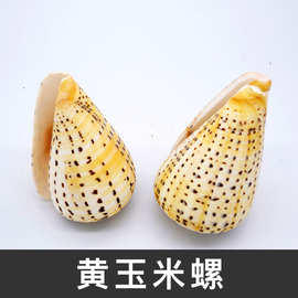 黄玉米螺  海螺贝壳鱼缸装饰简约风格橱窗设计拍摄收藏