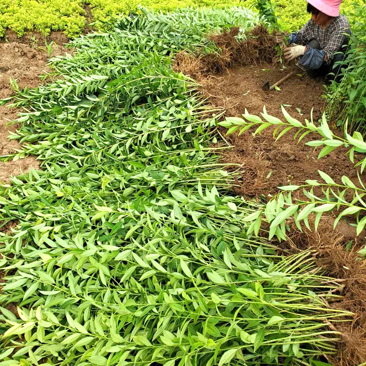 基地批发绿化 连翘 丛生连翘球 规格齐全 园林绿化开花植物