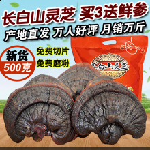云南野生灵芝赤灵芝红灵芝正宗野生灵芝整枝_阿里巴巴找货神器