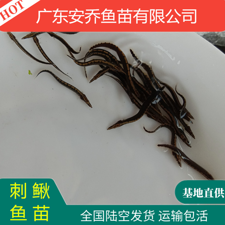 大量供应 刺鳅鱼苗 中华大刺鳅 淡水刀鳅苗 沙鳅鱼苗 基地直供