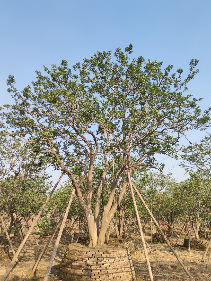 2110基地供应 全冠多杆 丛生 香橼 香泡 4-7米高假植苗 庭院楼盘