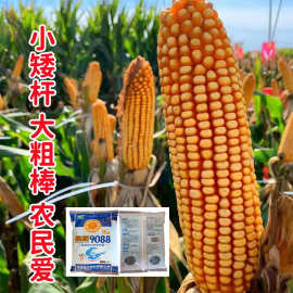 乐土航研9088矮杆大棒玉米种子紫杆苞米苞谷大马牙饲料角质粮籽