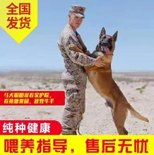 马犬幼犬出售活体马犬幼犬纯种红马犬批发警犬科目马犬爆红小马犬