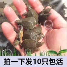 中华鳖小甲鱼苗活物100只50水鱼苗王八团鱼苗生态外塘养殖乌龟苗