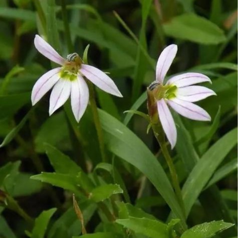 湘南官厅堂中草药野生太阳晾晒半边莲药材500克