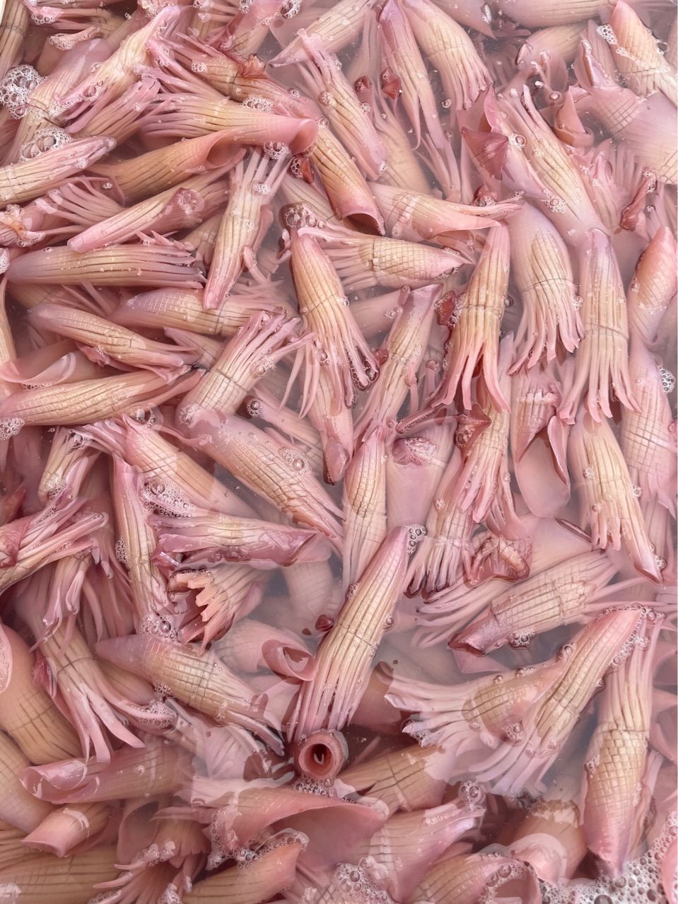 水发鲜火前鱿鱼成品牛角花市井火锅麻辣烫串串香创新网红食材菜品