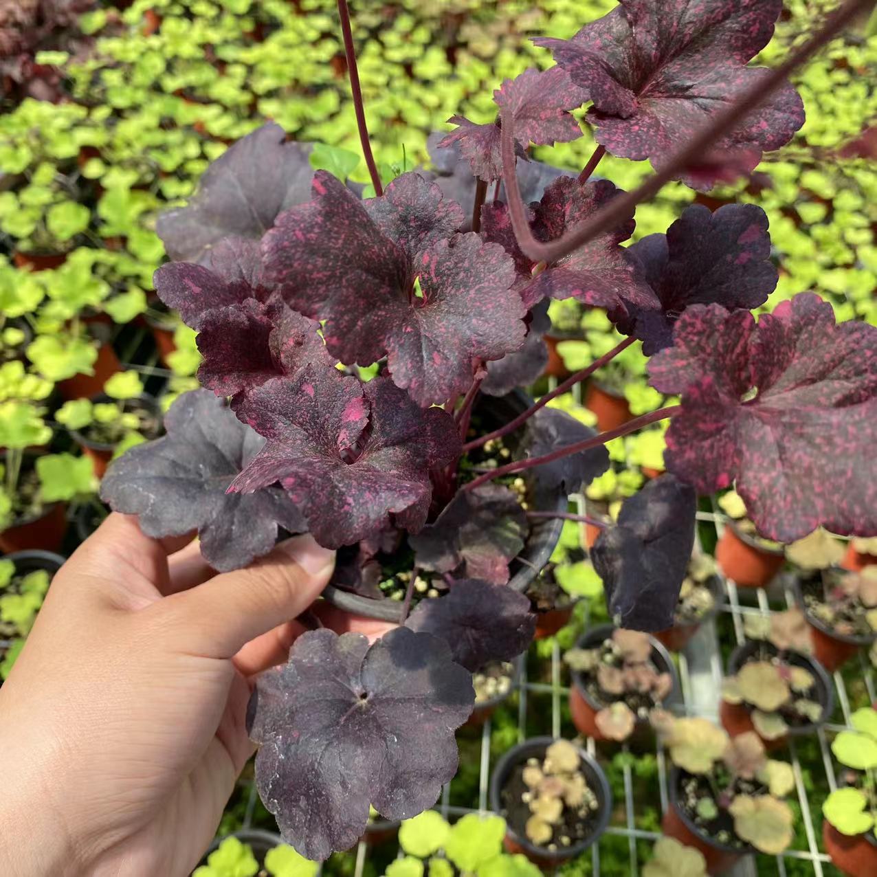 矾根90杯苗1加仑规格矾根10-15cm园林工程耐寒庭院地被植物