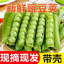 豌豆荚新鲜现摘带壳青豌豆角农家当季蔬菜露天甜豆角9斤整箱包邮