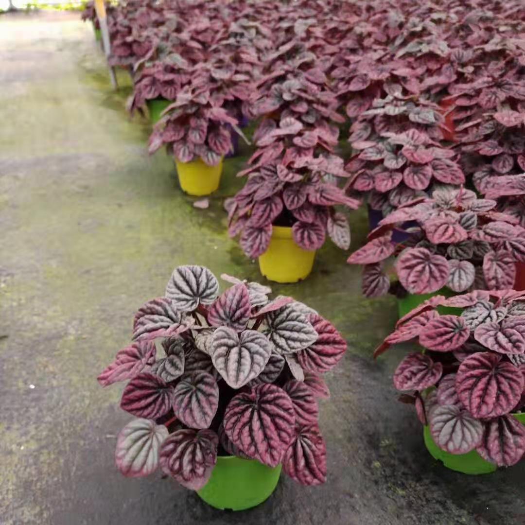 【基地直供】观叶植物椒草盆栽花卉 居家盆栽花卉绿植110#红美人