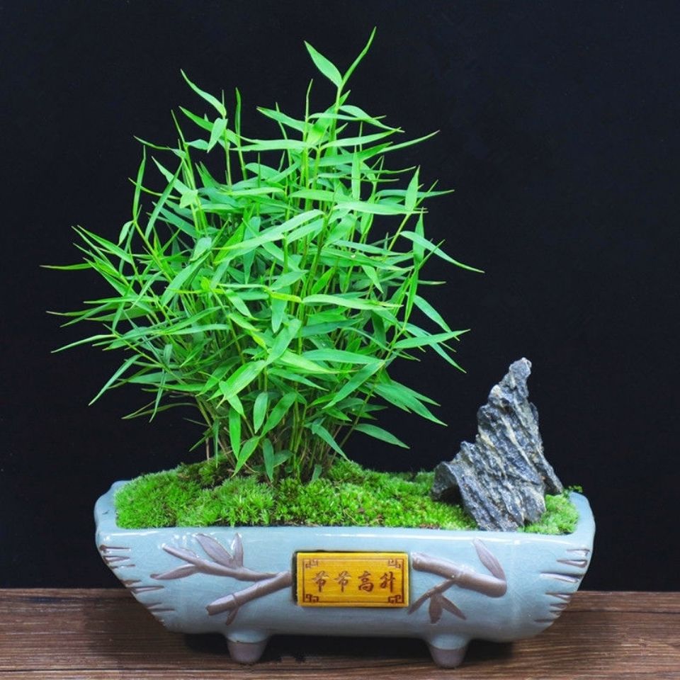 日本姬翠竹盆栽办公室内植物客厅微型盆景净化空气观赏竹桌面绿植