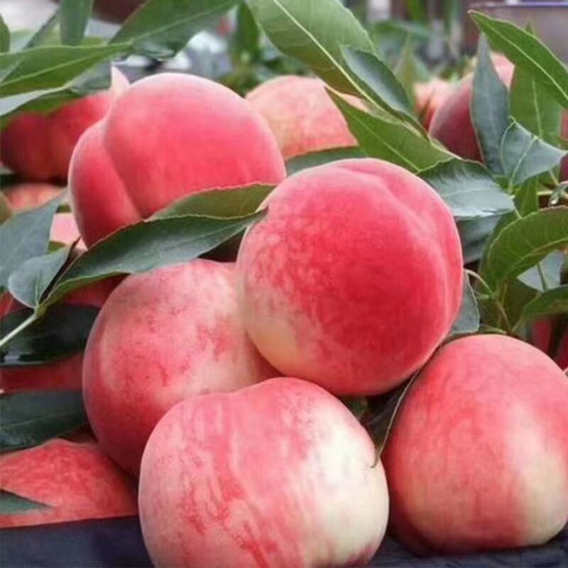 陕西阎良陕西水蜜桃当季新鲜水果3斤装